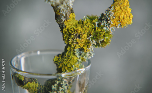 branch overgrown with moss in a glass vase, glass vessel, close-up