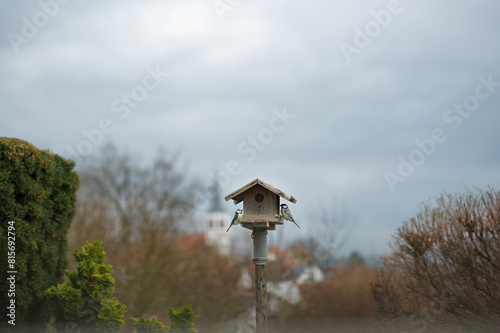 Birds at the garden shed, titmouse and sparrow looking for food