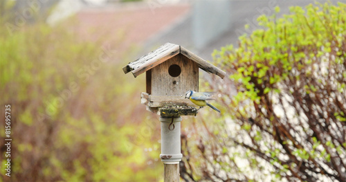 panorama picture of a blue tit at a birdhouse, flying, looking for food, sunbeams, daylight