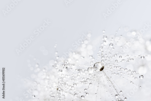 Canvas-taulu Beautiful dew drops on dandelion seed macro