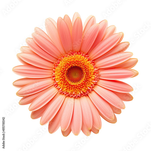 Pink cosmos flower isolated on transparent background