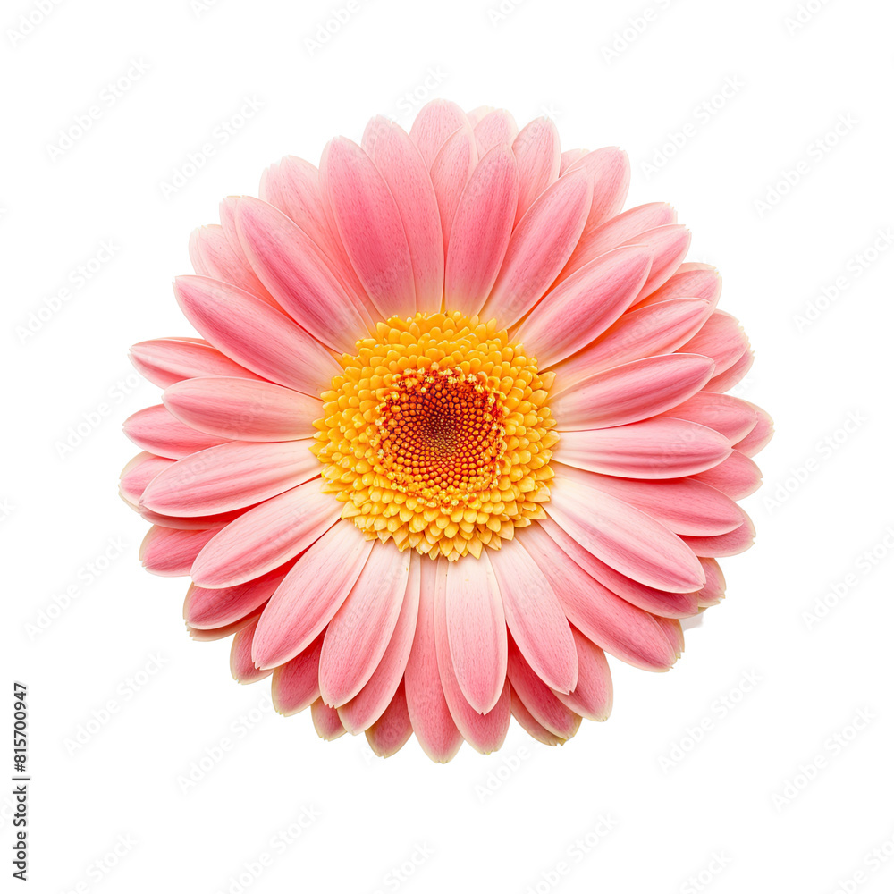 Pink cosmos flower isolated on transparent background