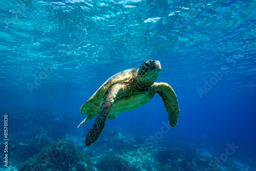 Sea turtle swimming in clear blue tropical waters on the Great Barrier Reef, Queensland