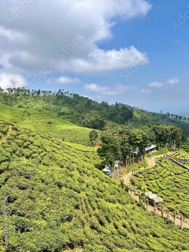 Vacationing to the Mount Gambir tea plantation in Jember Regency, Indonesia photo