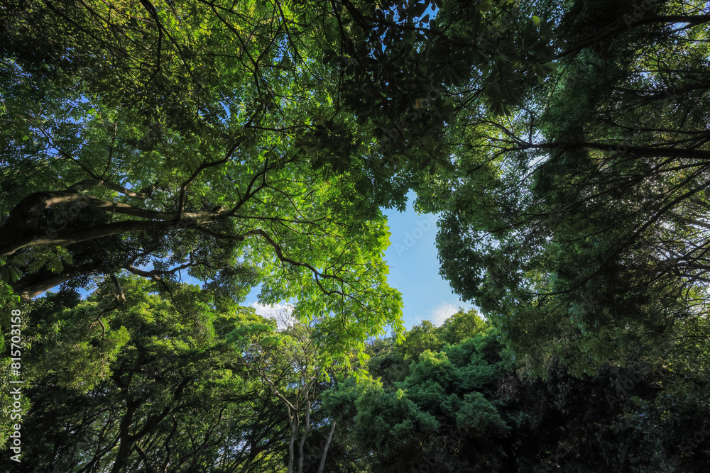 Obraz premium 都心散歩 緑に包まれた浜離宮恩賜庭園の森