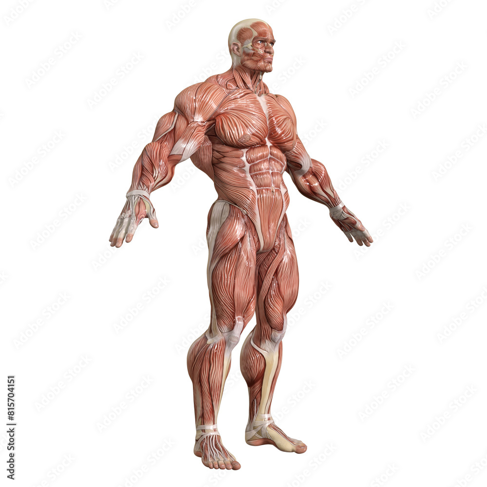 Bodybuilder with muscle Character isolated 3d rendered illustration Bodybuilder with muscle Character isolated 3d rendered illustration
