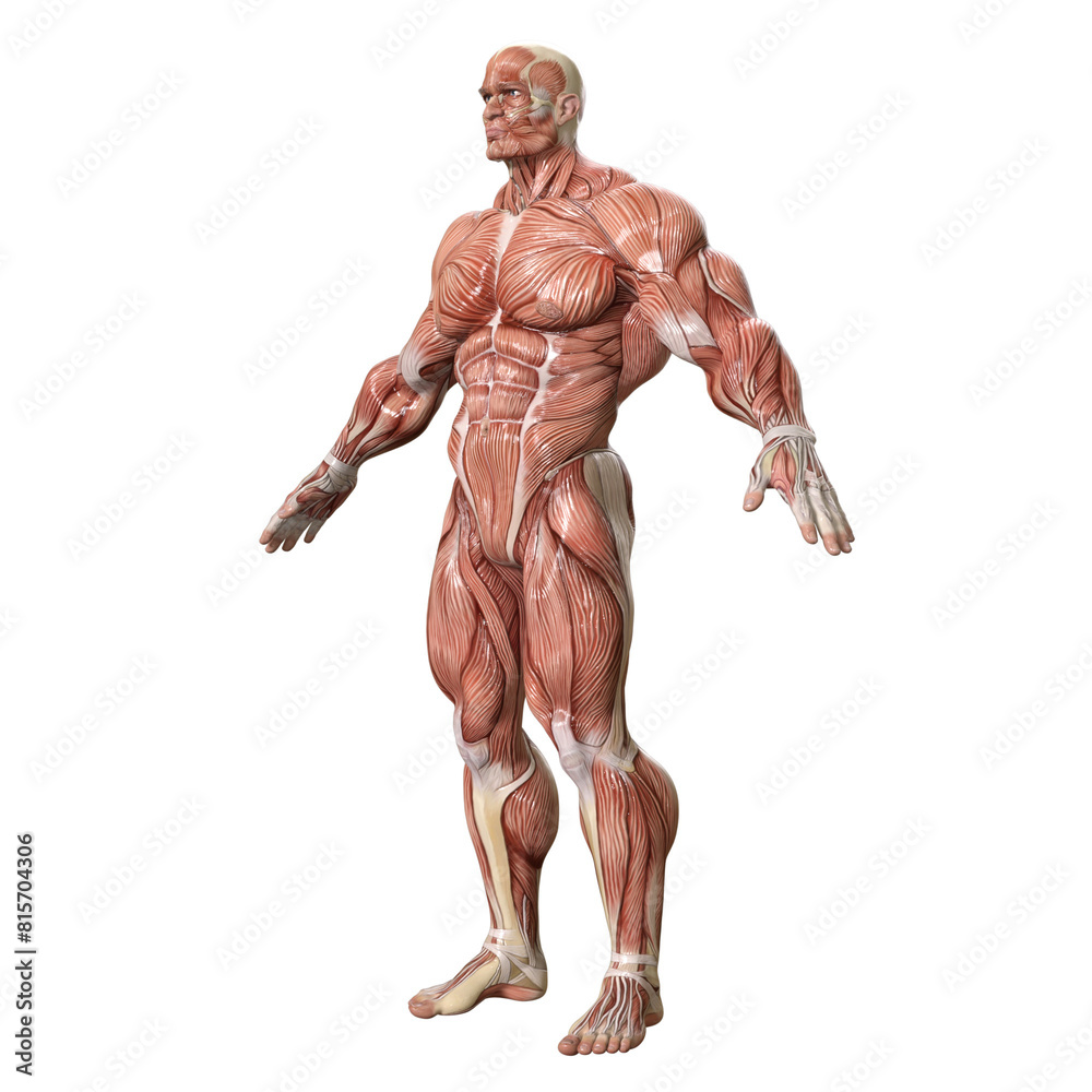 Bodybuilder with muscle Character isolated 3d rendered illustration