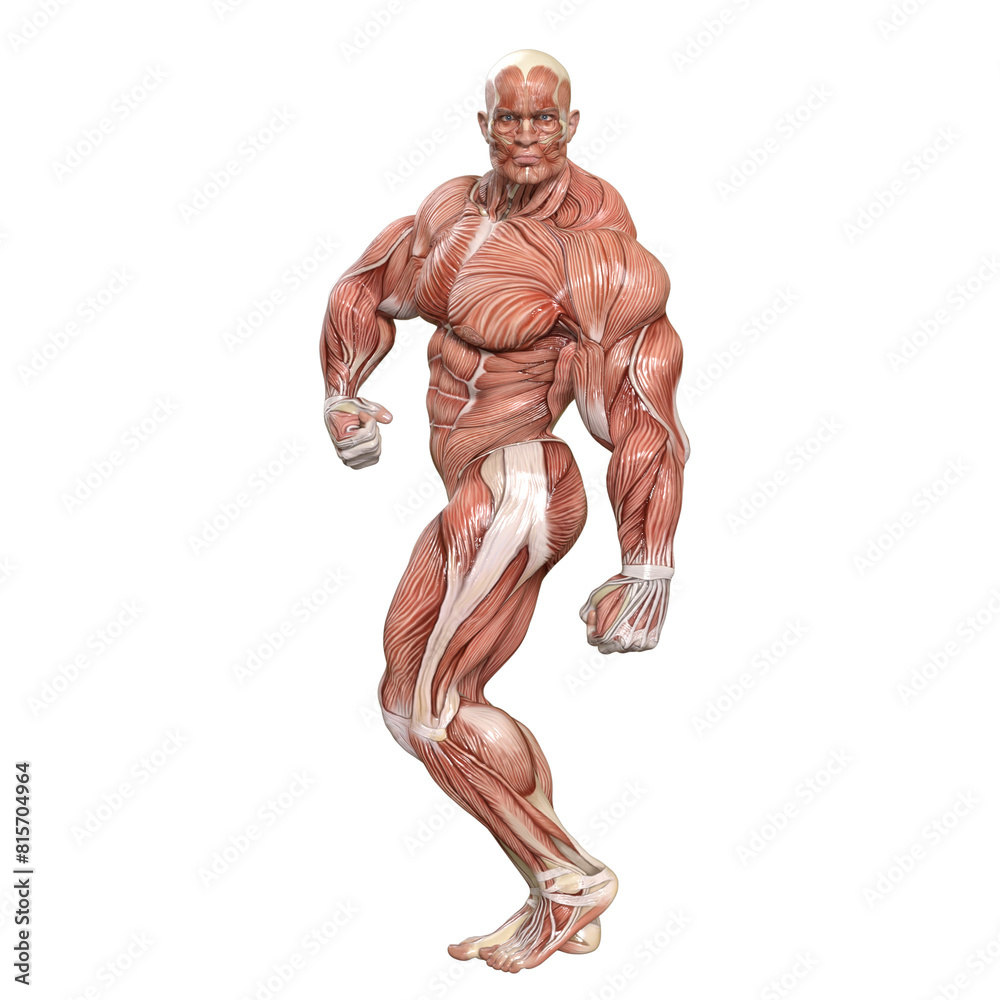 Bodybuilder with muscle Character isolated 3d rendered illustration Bodybuilder with muscle Character isolated 3d rendered illustration