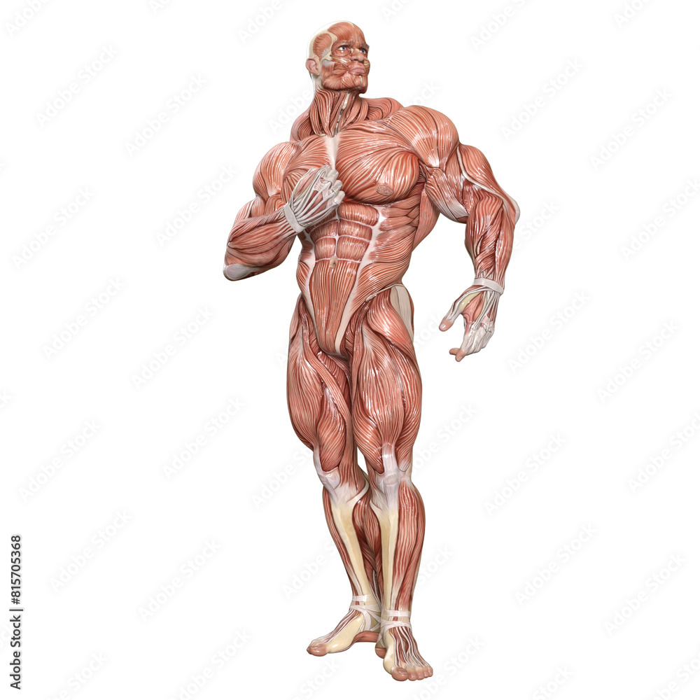 Bodybuilder with muscle Character isolated 3d rendered illustration Bodybuilder with muscle Character isolated 3d rendered illustration
