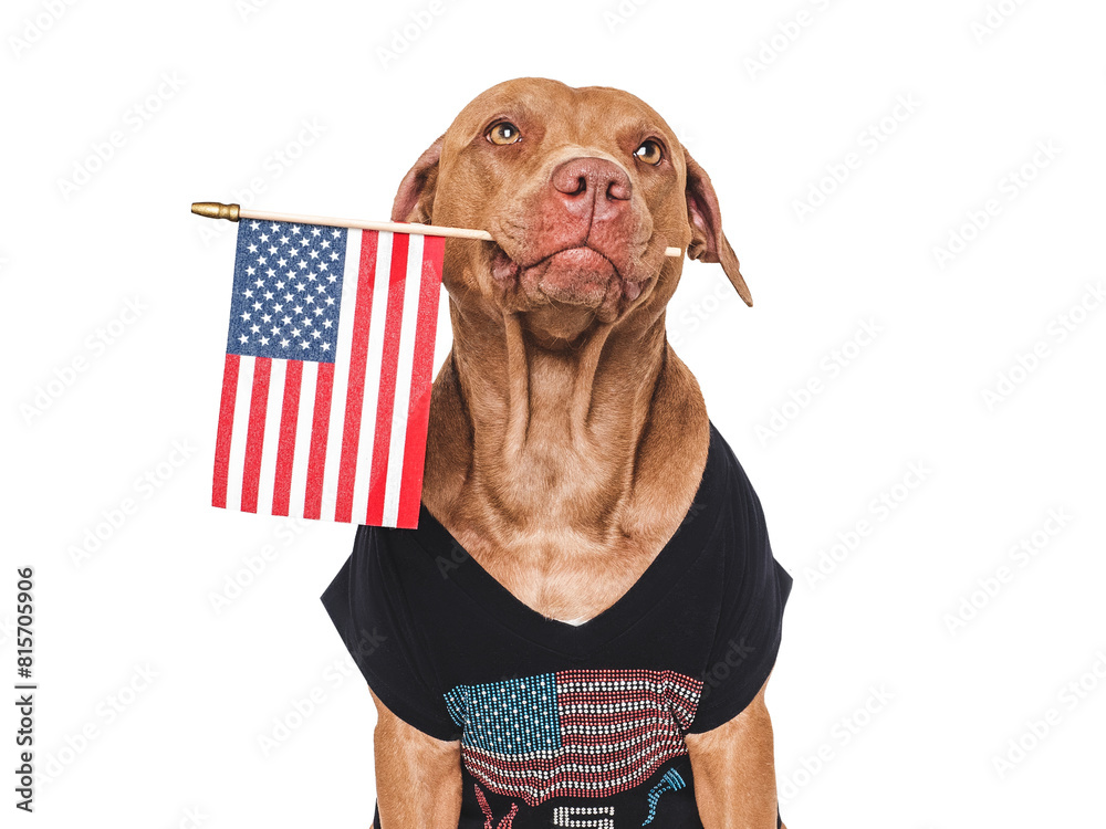 Cute dog and American Flag. Closeup, indoors. Studio shot. Congratulations for family, loved ones, relatives, friends and colleagues. Pets care concept