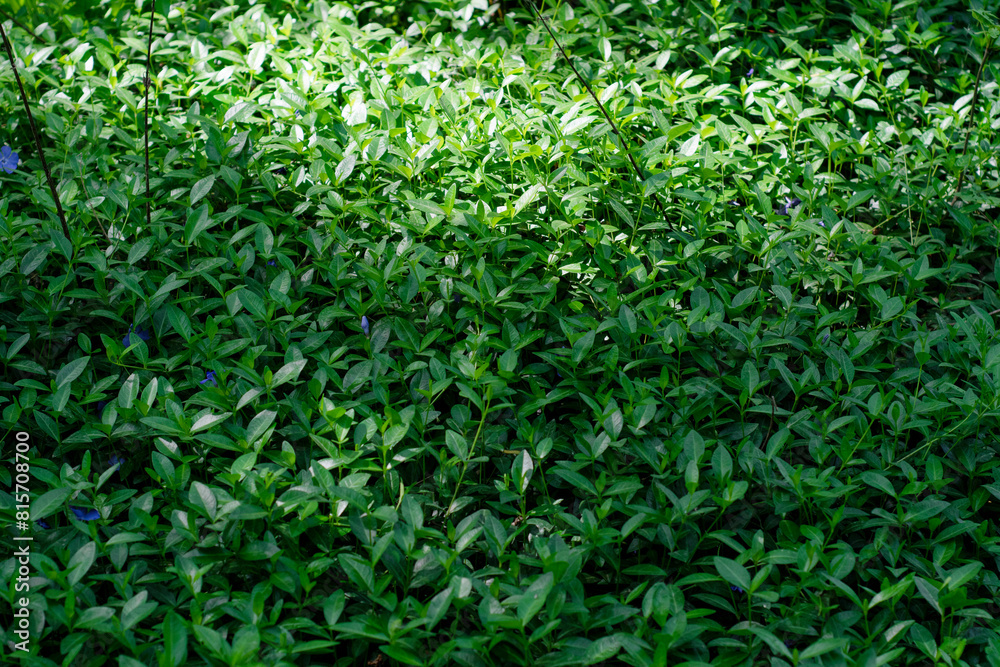 Obraz premium canvas of fresh green grass background