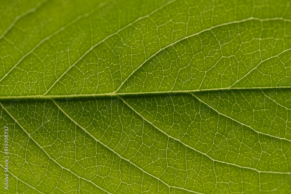 Green leaf texture macro close up. Natural background with copy space. Green leaf texture macro close up. Natural background with copy space.