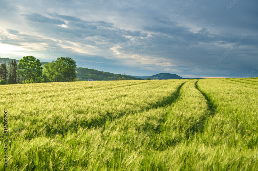 Fototapeta premium Fahrspuren in Getreidefeld bei Sonnenaufgang mit dunklen Wolken und Hügelkette der schwäbischen Alb bei Neckartenzlingen