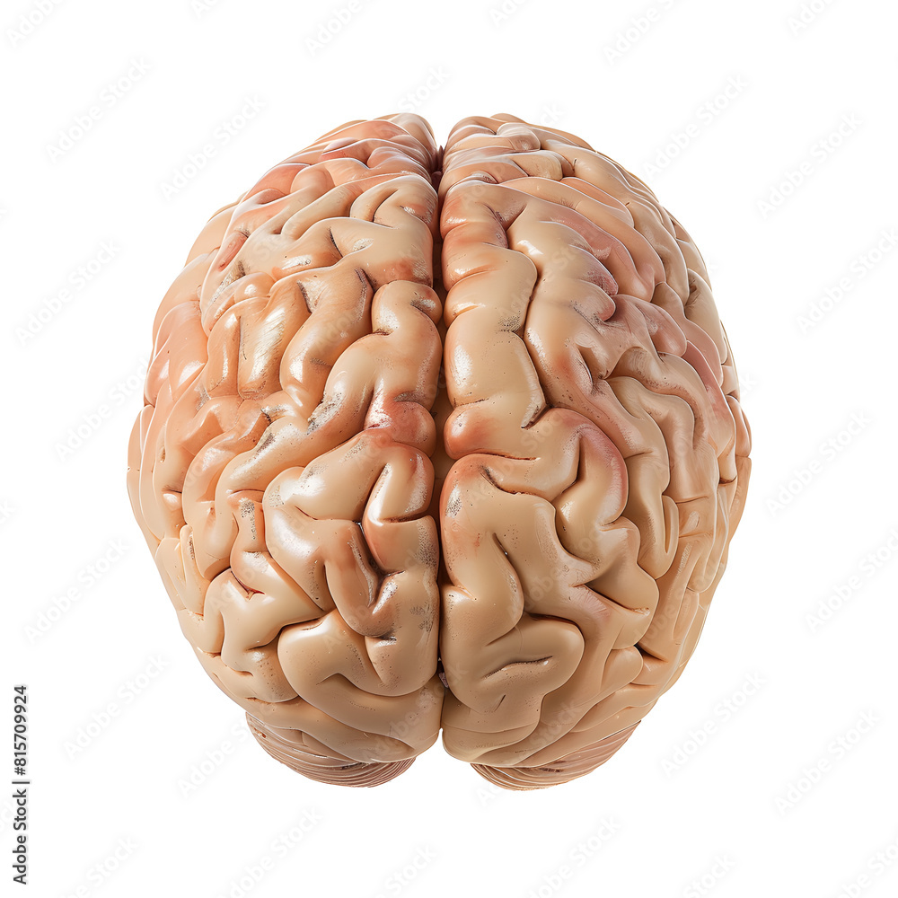 Human brain isolated on white background Human brain isolated on white background