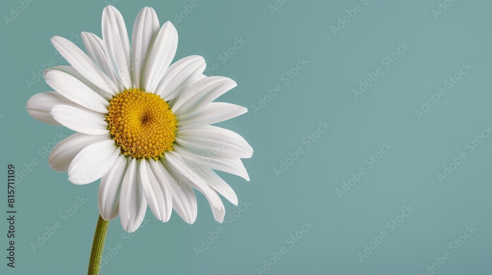 One large chamomile flower with white petals and a yellow heart on a blue background. Floral design.