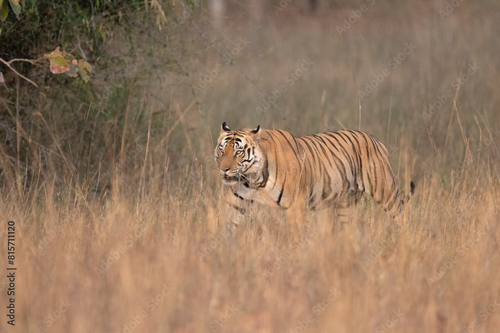 Naklejka premium Free ranging wild Indian bengal tiger in India jungle