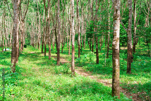 hevea tree plantation with cups for rubber extraction. Wood and cup filled with rubber close-up