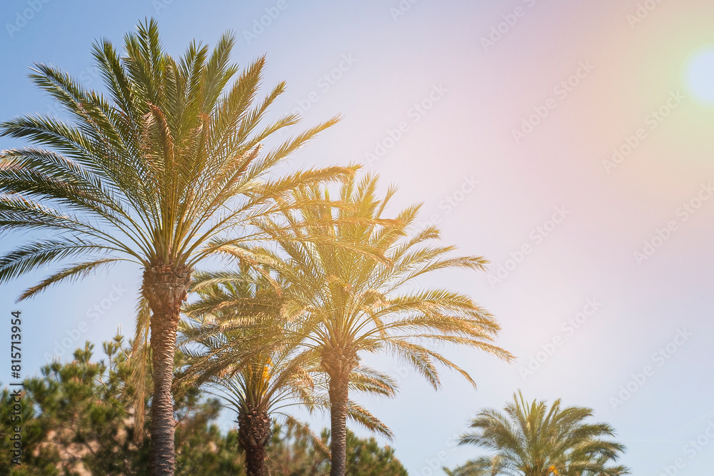 Fototapeta premium Coconut Palms tree with blue sky, tropical background.