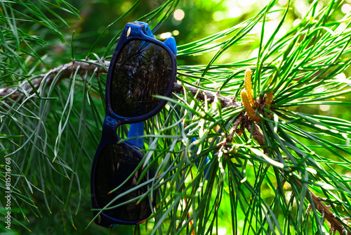 Sunglasses on the branches of a coniferous tree. Summer concept.