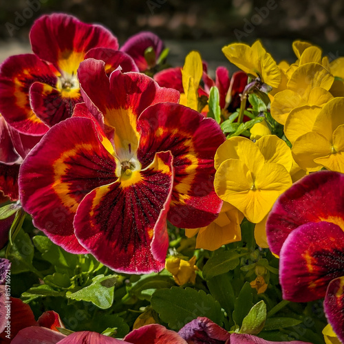 red and yellow flowers