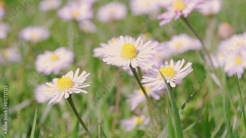White daisies, Chamomilla, Matricaria Recutita sway in green summer meadow, sense peace and nature's beauty, flowers in pasture, natural background photo
