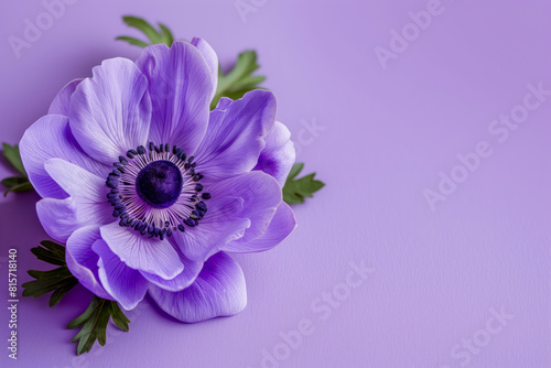 Purple flower with green leaves on a purple background