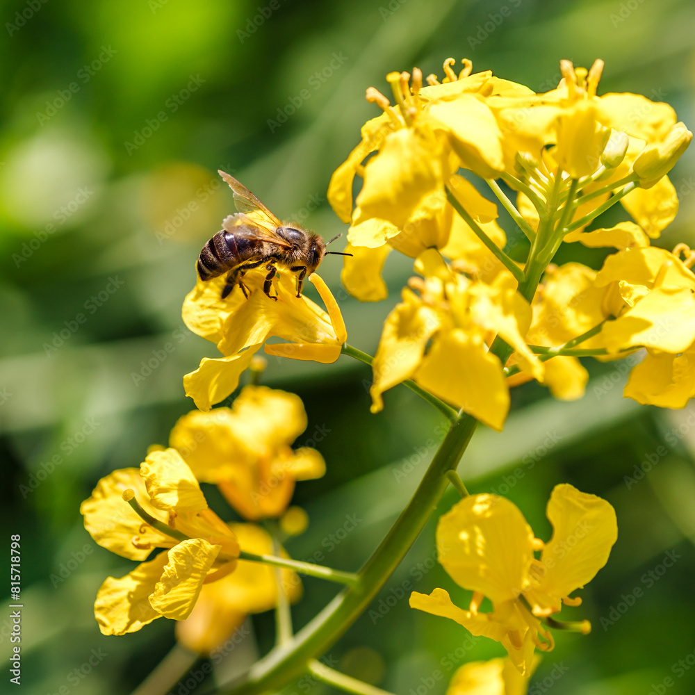 Honey bee feeding on a yellow flower rape.Blooming rapeseed (Brassica napus).Agricultural field with rapeseed plants. Oilseed, canola, colza.Macro shot on flowers. Honey bee feeding on a yellow flower rape.Blooming rapeseed (Brassica napus).Agricultural field with rapeseed plants. Oilseed, canola, colza.Macro shot on flowers.