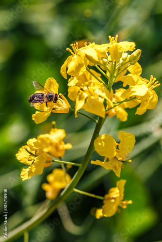 Honey bee feeding on a yellow flower rape.Blooming rapeseed (Brassica napus).Agricultural field with rapeseed plants. Oilseed, canola, colza.Macro shot on flowers.