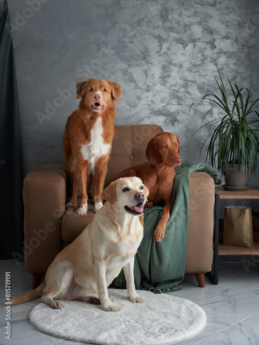 A friendly assembly of four dogs, a harmonious blend at home. A Labrador, Vizsla, Nova Scotia Duck Tolling Retriever, and Jack Russell Terrier come together in a stylish living area