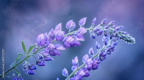 Purple flowers of Vicia cracca photo