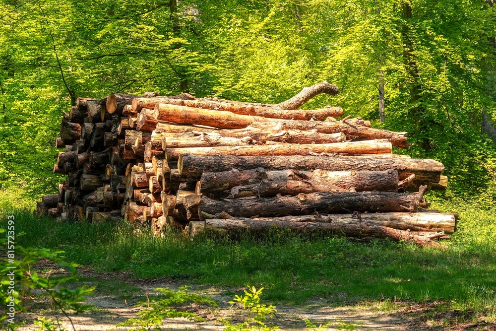 Une pile de troncs d'arbres abattus en forêt, avec effet de lumière chaude et tons vifs Une pile de troncs d'arbres abattus en forêt, avec effet de lumière chaude et tons vifs
