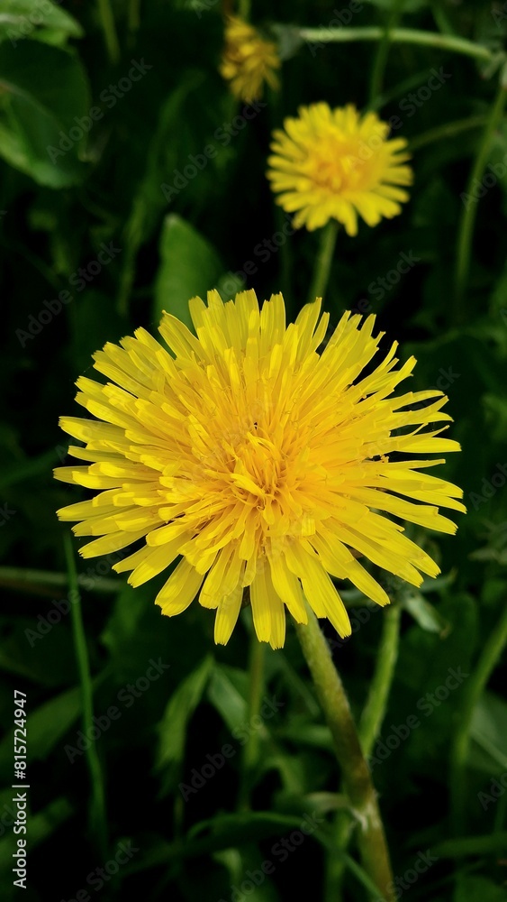 beautiful yellow dandelion close-up on a green background beautiful yellow dandelion close-up on a green background
