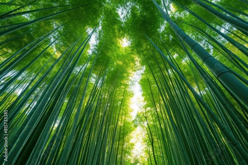 Dappled Bamboo forest daylight. Plant place. Generate Ai