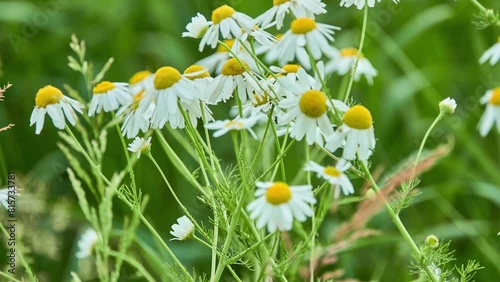 Leucanthemum vulgare, commonly known as ox-eye daisy, oxeye daisy, dog daisy, common marguerite and other common names, is widespread flowering plant native to Europe and temperate regions of Asia. photo