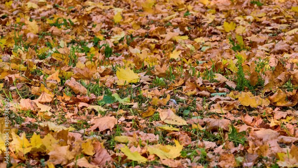 Fallen yellow maple leaves on the ground in an autumn city park. Fallen yellow maple leaves on the ground in an autumn city park.