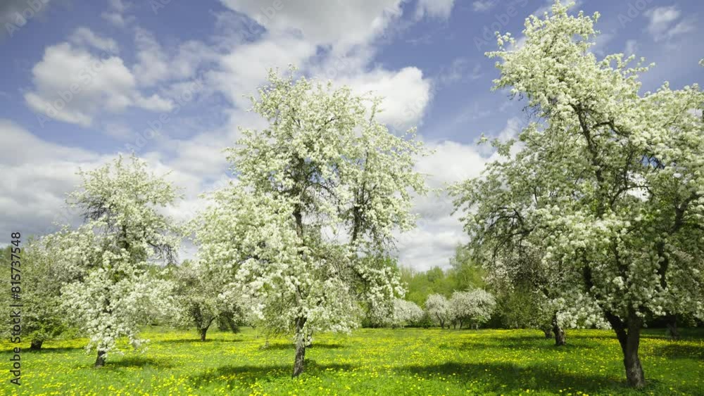 Apple orchard on a sunny spring day. Yellow dandelions on green grass. White flowers against a blue sky with clouds. Latvia Apple orchard on a sunny spring day. Yellow dandelions on green grass. White flowers against a blue sky with clouds. Latvia