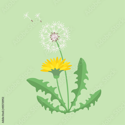 Dandelion. Plant. Flowers and leaves. Color vector image.