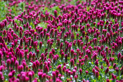 Red clover flowers on the field in the background