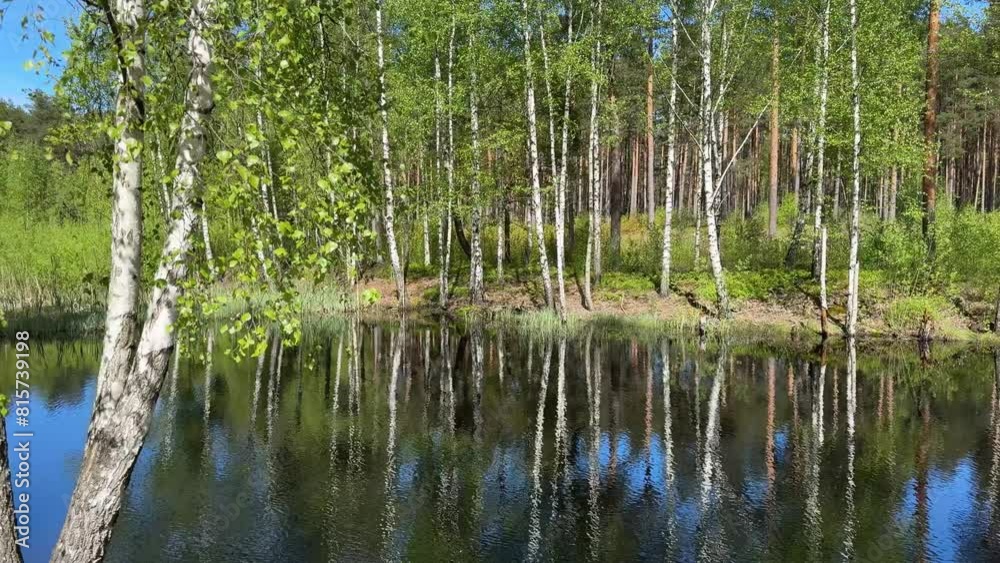 Trees reflected in a blue pond in spring. Small ripples on the surface of the water of a forest lake. Trees reflected in a blue pond in spring. Small ripples on the surface of the water of a forest lake.