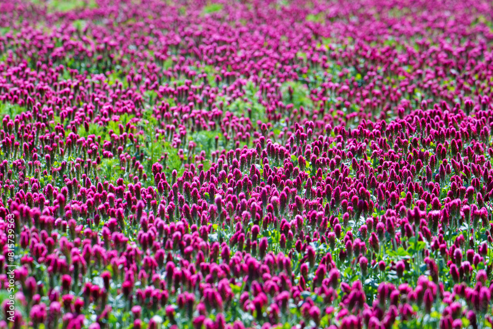 Red clover flowers on the field in the background Red clover flowers on the field in the background