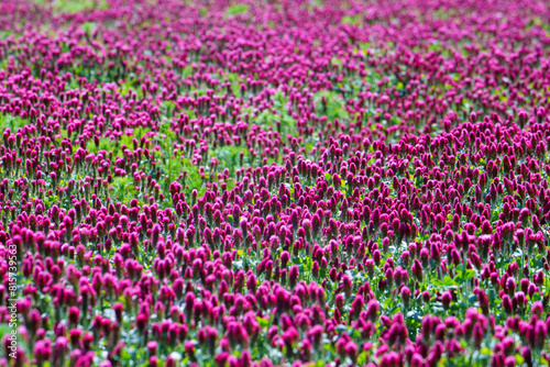Red clover flowers on the field in the background photo