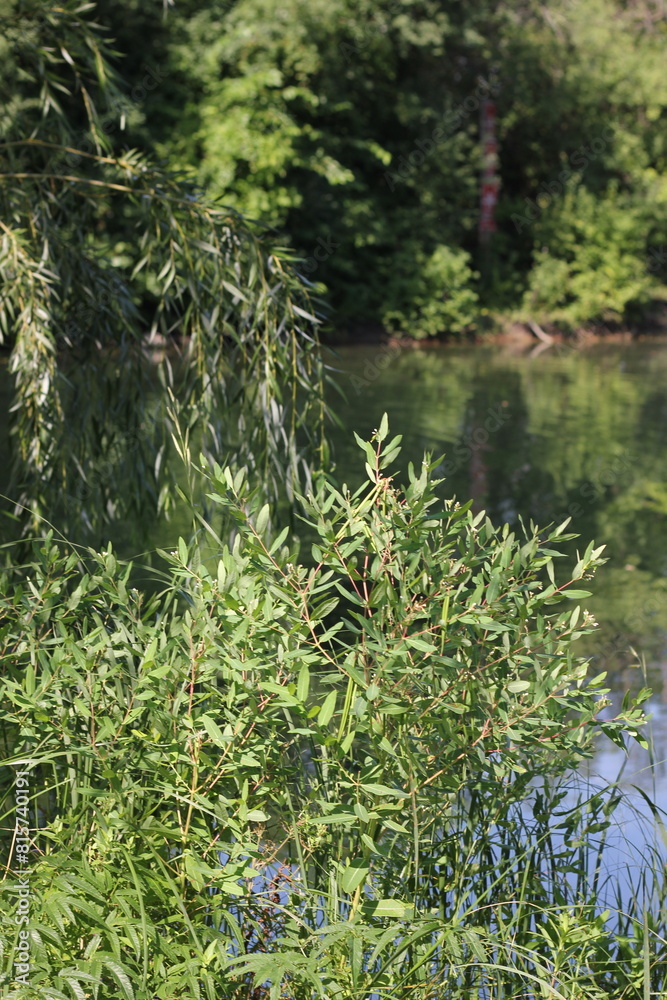 Wild plants growing on the river bank. Wild plants growing on the river bank.