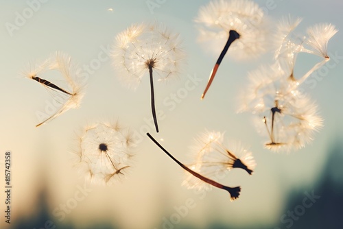 Abstract blurred nature background dandelion seeds parachute. Abstract nature bokeh pattern .