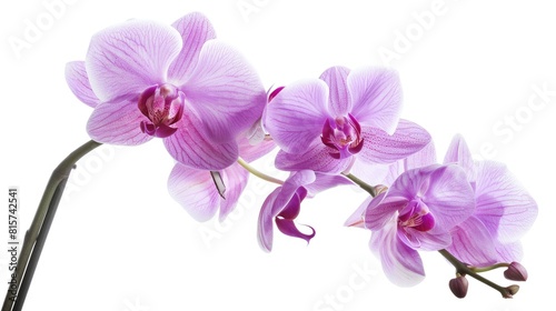 Purple orchid against a white backdrop
