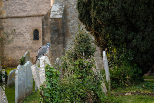 Pigen on grave stones at Bosham church , West Sussex photo