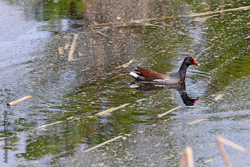 Common gallinule or moorhen swimming in a pond at Pinckney Island National Wildlife Refuge, South Carolina photo