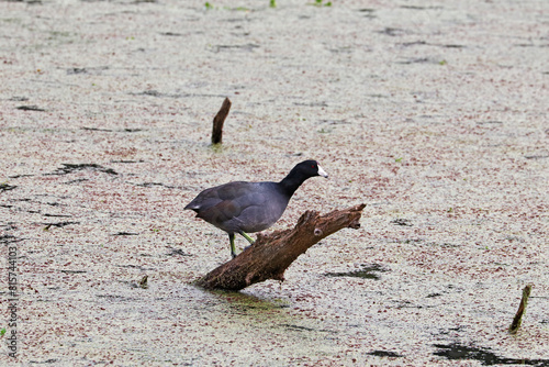 American coot on a stick above duckweed at Pinckney Island National Wildlife Refuge, South Carolina photo