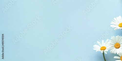pastel light blue background with daisy flowers in the corner minimalist desktop wallpaper frame plain background with white flowers