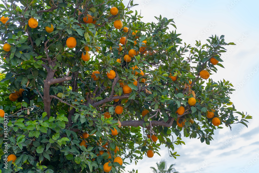orange tree laden with ripe citrus fruits stands tall amidst lush greenery, Rutaceae family, enduring power of nature, agricultural prosperity orange tree laden with ripe citrus fruits stands tall amidst lush greenery, Rutaceae family, enduring power of nature, agricultural prosperity