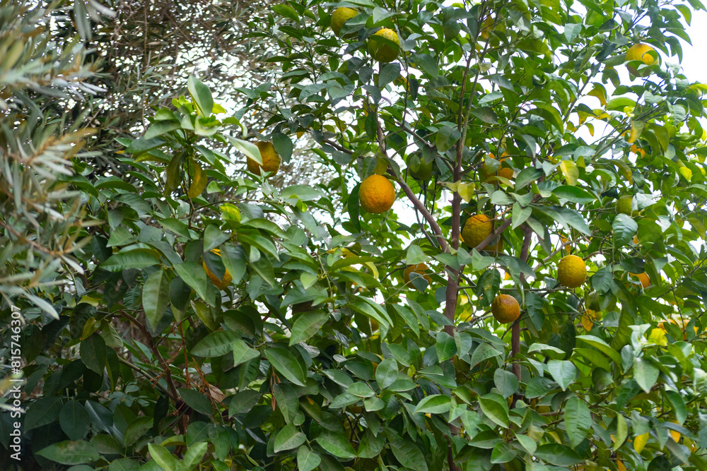 orange tree adorned with plump, Rutaceae family, sun-kissed vibrant citrus fruits, nature's abundance and beauty of simplicity orange tree adorned with plump, Rutaceae family, sun-kissed vibrant citrus fruits, nature's abundance and beauty of simplicity